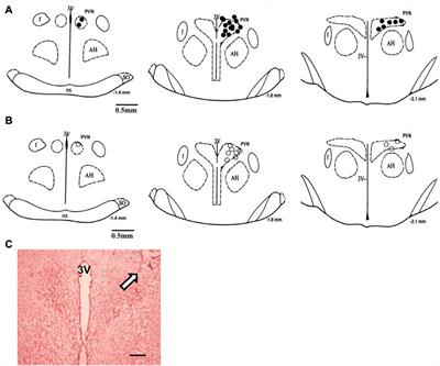 C-type natriuretic peptide (CNP) in the paraventricular nucleus-mediated renal sympatho-inhibition